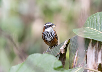 Taiwan Scimitar-Babbler just chilling