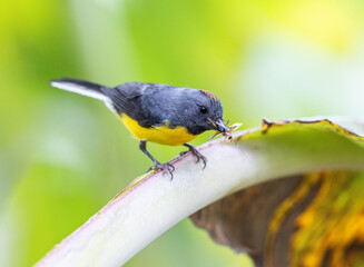 Slate-throated Redstart with a bug