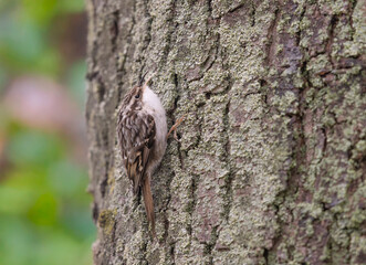 Short-Toed Creeper hanging on the side of a tree