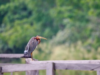 A Purple Heron perched serenely on a wooden rail. The image features the bird's rich purple and rusty plumage details in contrast with green background at Bung Bua Thailand