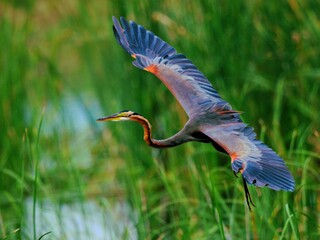 a Purple Heron in flight soaring above the tall marsh grass. The purple and slate-grey tones of its wings are clearly visible at Sam Roi Yot NP Thailand