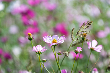 Obraz premium 秋の野原に咲くピンクと白のコスモスの花畑