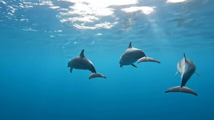 Dolphins swim freely underwater in blue ocean habitat nature