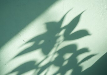 Subtle leaf shadows on a light green textured wall backdrop surface