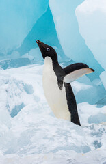 Adelie Penguin throwing a tantrum