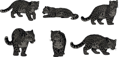 Snow leopard illustration in different poses, wild cat drawing, endangered animal, wildlife art, nature conservation and big cat concept