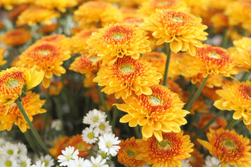 Vibrant Yellow and Orange Chrysanthemum Flowers Blooming in a Garden