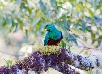 Resplenden Quetzal perched on a tree showing off its plumage