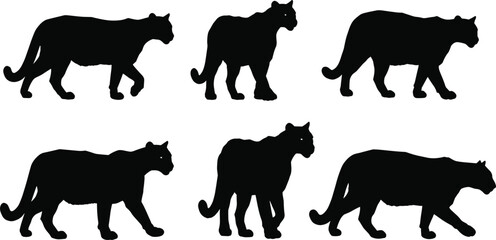 Wild cougar silhouette collection, puma walking poses, big cat vector illustration, wildlife animal design, predator shape, jungle feline art, nature graphic