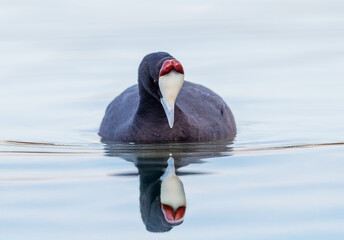 Red Knobbed Coot floating in a lake