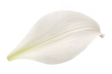 White delicate flower petal on transparent background