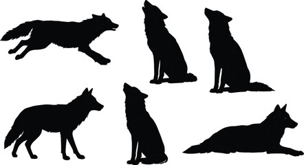 Black wolf silhouette set on white background, showing howling, running, sitting, walking, and lying poses, wild forest animal vector illustration