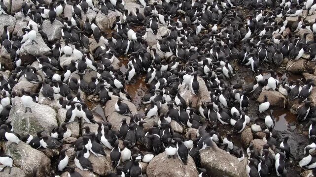 Guillimot (Uria aalge) on a rock. Commander Islands. Aerial photography.