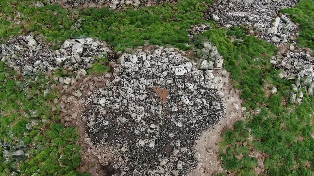 Guillimot (Uria aalge) on a rock. Commander Islands. Aerial photography.