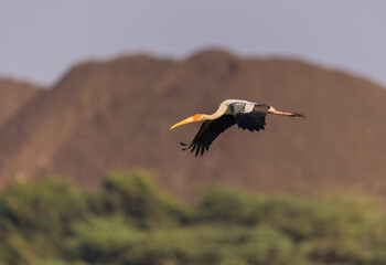 Painted Stork gracefully flying overhead during sunset