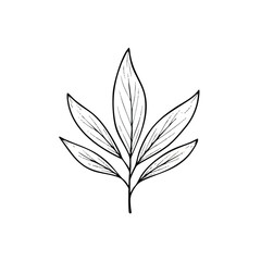 Obraz premium Line drawing of a leafy branch with multiple pointed leaves on a white background.