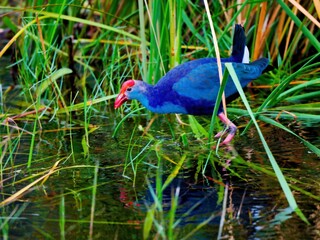 A Purple Swamphen resting near green aquatic reeds. The bird's glossy deep blue-purple body, red frontal shield, and prominent pinkish-red legs are reflected in the tranquil water at Bung Bua, Sam Roi