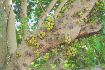 Cluster Figs (Ficus racemosa) Growing Directly on the Tree Trunk