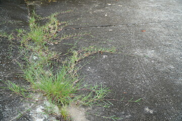 Green Grass Growing Through Cracks in Old Concrete Road