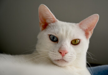 A closeup portrait of one of our white cats - sitting in a very serious pose and showing off its interesting multicolor eyes