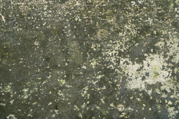 Extreme Grunge Texture Background with Moss and Peeling Paint