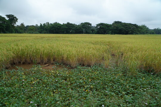 Golden Yellow Rice Field Ready for Harvest in Rural Asia