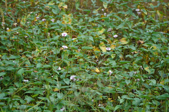Water Spinach Ipomoea Aquatica Leaves and Flowers