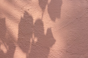 Black shadow leaf on old pink concrete wall background