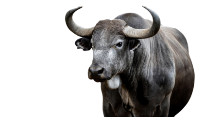 Powerful Black Bull Isolated on White - Strong Cattle Livestock Photography