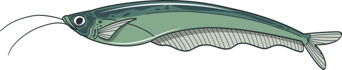 Illustration of a Featherfin Knifefish