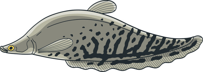 Illustration of a Clown Knifefish