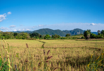 Golden Rice Field in Valley Amidst Mountains under Clear Sky, Mae Sot, Tak, Thailand Vol1