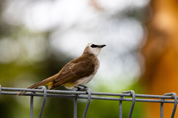 Yellow vented Bulbul bird perching on a tree, cute bird perching on a branch