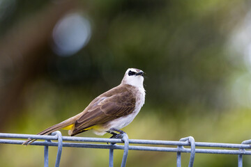 Yellow vented Bulbul bird perching on a tree, cute bird perching on a branch