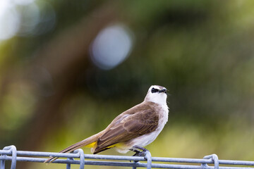 Yellow vented Bulbul bird perching on a tree, cute bird perching on a branch