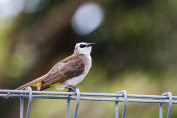 Yellow vented Bulbul bird perching on a tree, cute bird perching on a branch