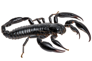 Intense black scorpion detailed macro view, ready for action