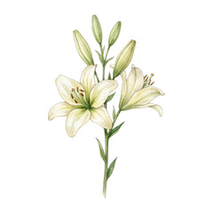 Detailed Watercolor Painting of a Delicate White Lily Flower Cluster with Green Stems and Buds on a Transparent Background