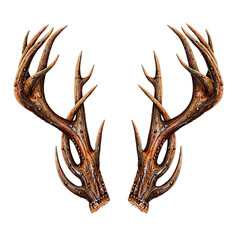 Golden Brown Antlers With Intricate Branching Details Against A Dark Background Illustrating A Natural Element With Texture And Warm Tones