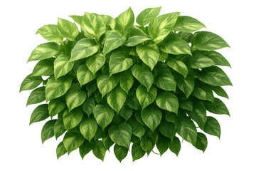 Pothos plant with lush green and variegated leaves on transparent background creating tropical foliage element