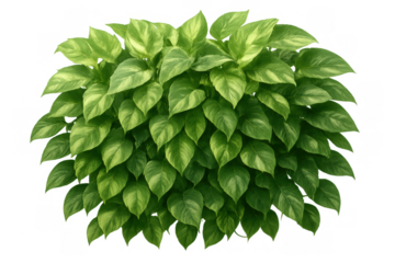 Pothos plant with lush green and variegated leaves on transparent background creating tropical foliage element