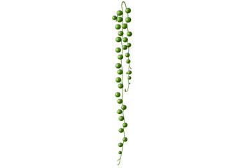 String of pearls plant with green round leaves. Trailing succulent for home decor concepts, transparent background