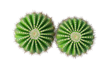 Two vibrant green barrel cacti with sharp spines, top view isolated