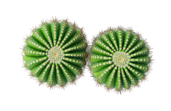 Two vibrant green barrel cacti with sharp spines, top view isolated