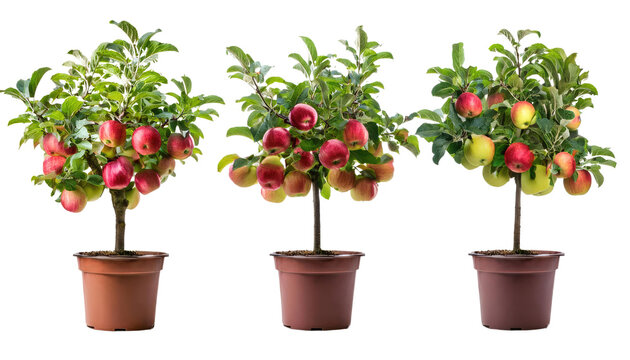 Set of Three Potted Red Apple Trees Isolated on White Background