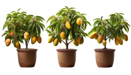 Set of Three Potted Lemon Citrus Trees Isolated on White Background