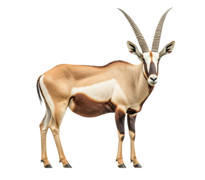 Majestic oryx antelope with striking horns stands regal and alert
