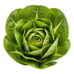 Obraz premium Fresh green romaine lettuce head with vibrant leaves isolated on white background