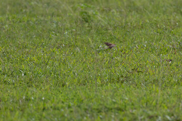 Cute Round and Fluffy Bird Eurasian Tree Sparrow flying. Round bird. Tree Sparrows