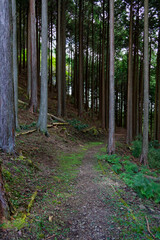 高山・市民の森